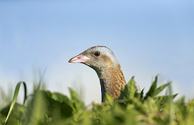 Corncrake on Iona Nigel Spencer