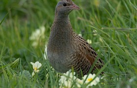 Corncrake, guest Richard Rees