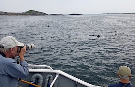 Basking Sharks off Coll, Bosun Craig Robinson