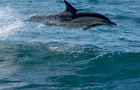 Dolphin guest Richard Rees