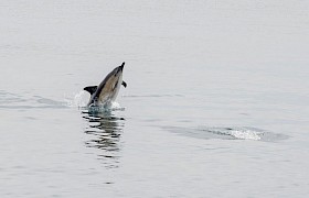 Dolphin Sam Udale-Smith