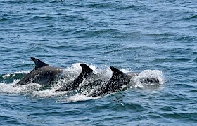 dolphins near staffa Lynsey Bland