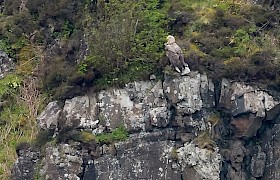 White-tailed eagle Mull