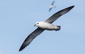 Fulmar Sam Udale Smith