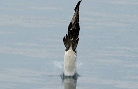 Gannet entering the water Sam Udale Smith