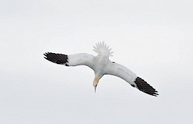 Gannet Diving Sam Udale Smith