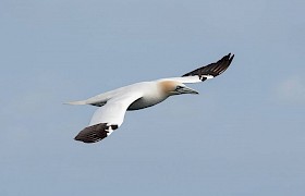 Gannet Sam Udale Smith