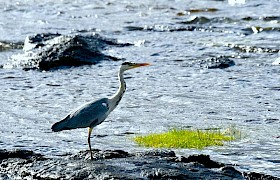 Heron Lynsey Bland