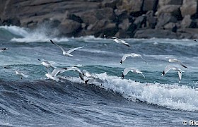 Herring gulls guest Richard Rees