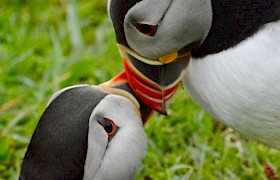 Puffin, Lynsey Bla d