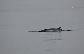 Minke whale Lynsey Bland