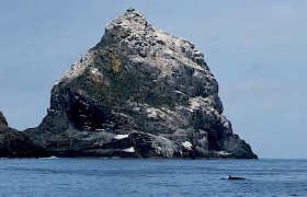 Minke whale at St Kilda Sam Udale Smith