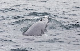 Minke Whale, guest John Bartram