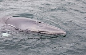 Minke whale guest John Bartram