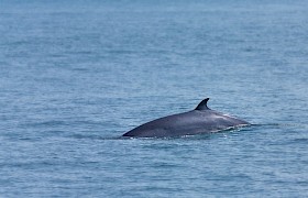 minke whale Nigel Spencer
