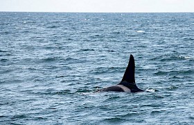 Orca - Wildlife Guide Nigel Spencer near Canna