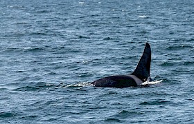 Orca - Wildlife Guide Nigel Spencer near Canna