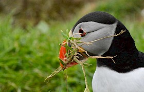 Puffin Lynsey Bland