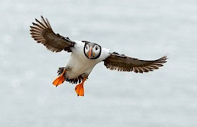 Puffin on Lunga Chris Gomersall