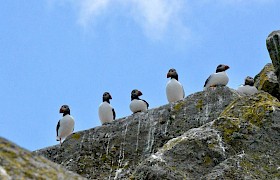 Puffins at the Shiants Lynsey Bland