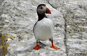 puffin at the Shiants Lynsey Bland