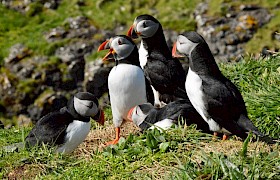 puffins lynsey bland