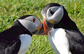 puffins lynsey bland