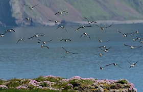 puffins Sanday, Canna Chris Gomersall