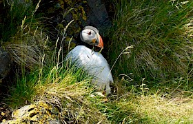 Puffin at the Shiants Lynsey Bland