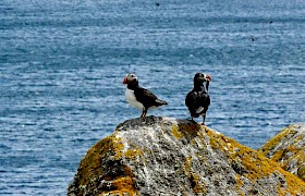 Puffins at the Shiants Lynsey Bland