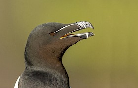 razorbill Nigel Spencer