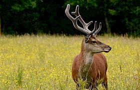 Red deer Lynsey Bland
