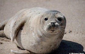 Seal on Mingulay, guest Richard Rees