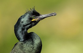 shag Nigel Spencer