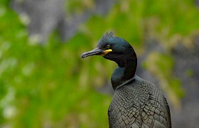 Shag Nigel Spencer