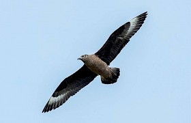 Skua