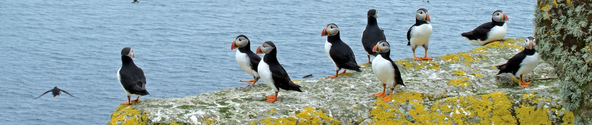 Puffins on the Shiants. Photo Chris Gomersall