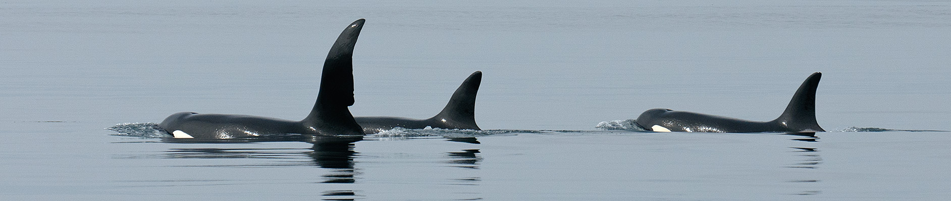 orcas hebrides