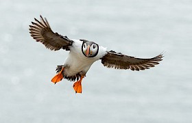 Puffin flying in on Lunga Treshnish Isles Cruise Chris Gomersall