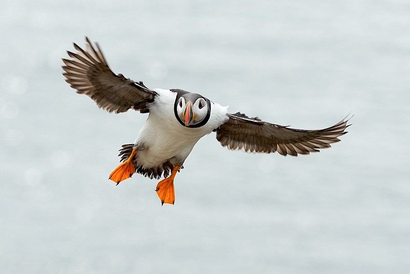 Getting 'Puffed' up about Puffins – Cruise Traveller