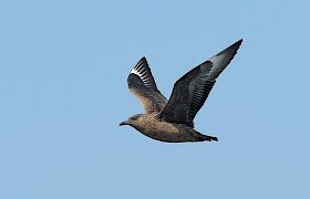 Great Shua, puffin predator Chris Gomersall