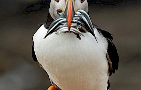 Puffin with sand eels Treshnish Isles Cruise Chris Gomersall