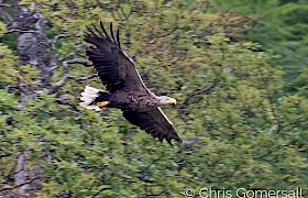 white tailed eagle  photo Chris Gomersall