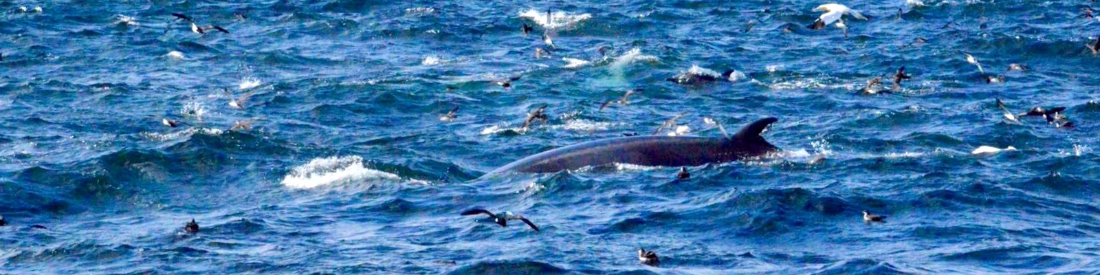 feeding frenzy and minke lunge feeding; lynsey bland
