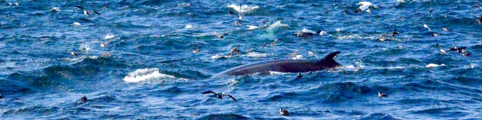 feeding frenzy and minke lunge feeding; lynsey bland