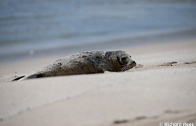 seal on Minulay