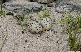 eider duck eggs Hyskeir