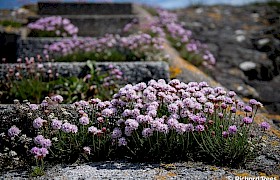 Wild thrift on  Hyskeir