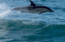 common dolphins crossing the Minch