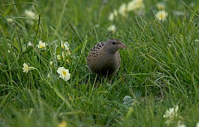 Corncrake Vatersay